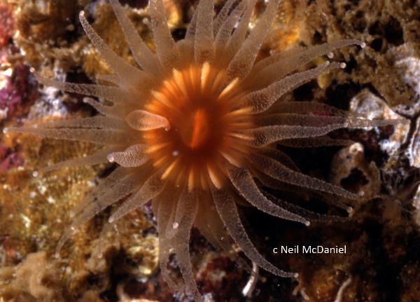 Photo of Caryophyllia alaskensis by <a href="http://www.seastarsofthepacificnorthwest.info/">Neil McDaniel</a>